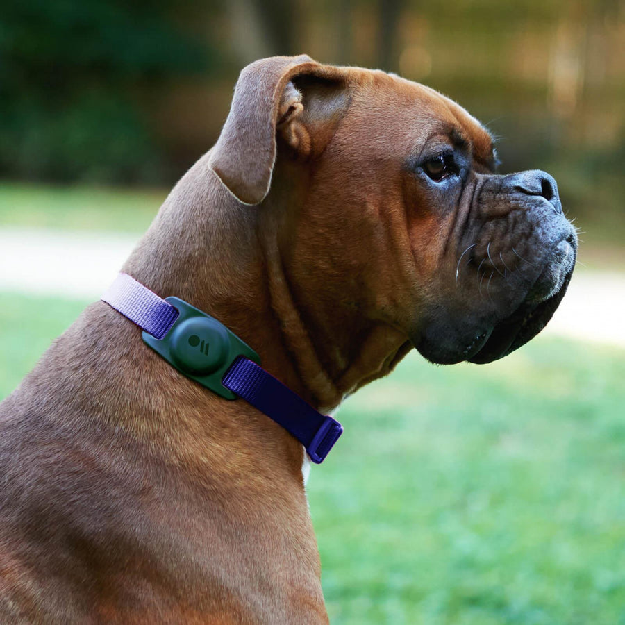 CM046396 - Casemate Dog Collar Mount - AirTag - Black