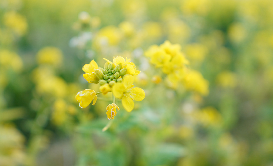 SEL15F14G - Sony Alpha SEL15F14G 15MM F1.4 E Mount Lens G