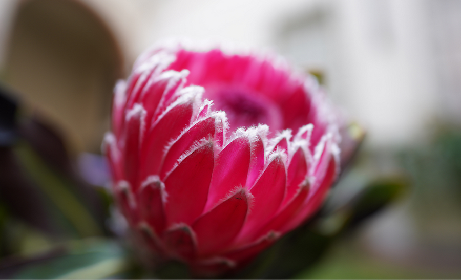 SEL20F18G - Sony Alpha SEL20F18G FE 20mm F1.8 FE Mount Lens