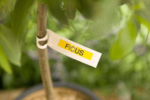 Brother TZE621 - TZe621 9mm x 8m Standard laminated Black