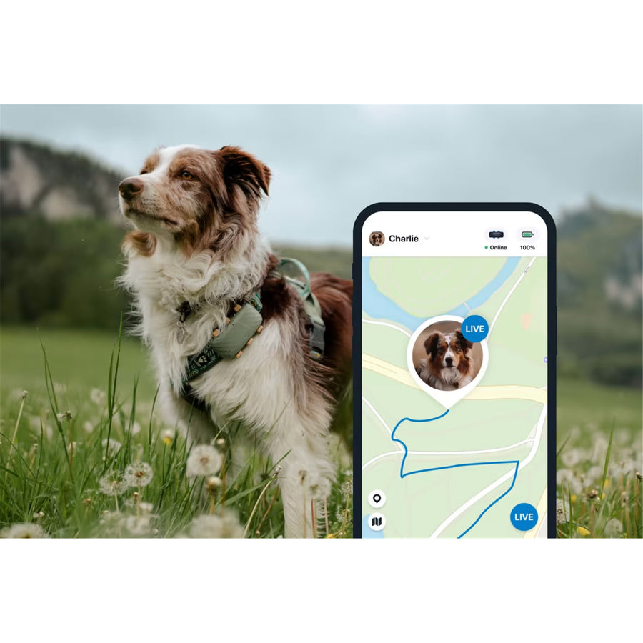 Tractive GPS Longer Battery Life Tracker for Dogs - Subscription Required